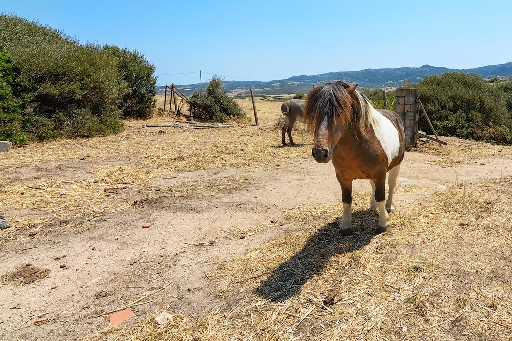 Agriturismo Lu Nodu Greuli Экстерьер фото